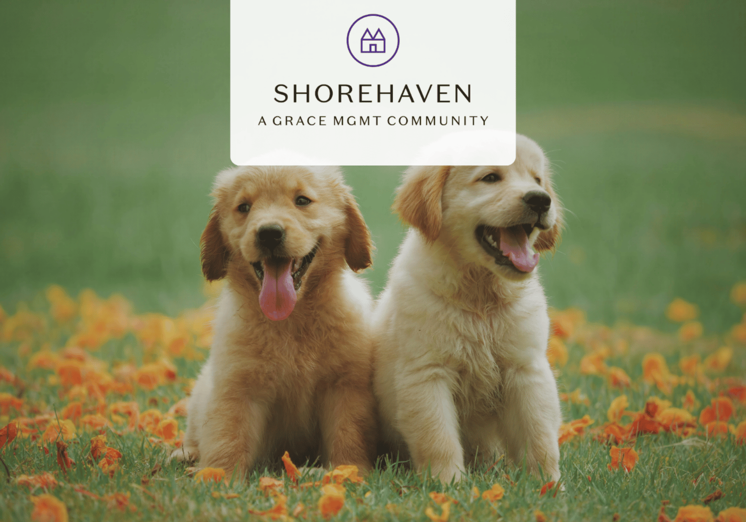 Two golden retriever puppies sit in a field with orange flowers, beneath a white banner showing Shorehaven branding (logo and text).